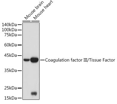 Coagulation factor III/Tissue Factor Rabbit pAb
