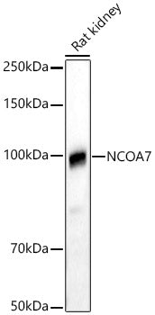 NCOA7 Rabbit pAb