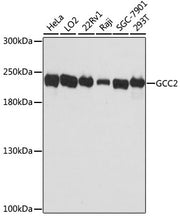 GCC2 Rabbit pAb