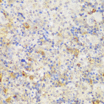 GCC2 Rabbit pAb