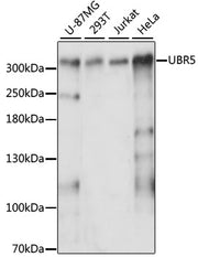 UBR5 Rabbit pAb