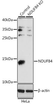 [KO Validated] NDUFB4 Rabbit pAb