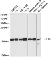 Histone H3.3 Rabbit pAb