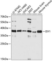 ISY1 Rabbit pAb