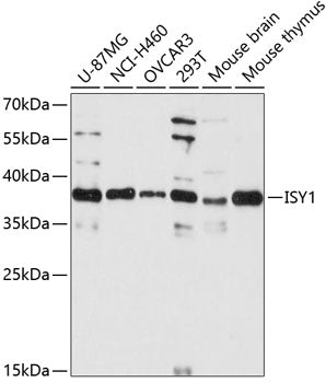 ISY1 Rabbit pAb