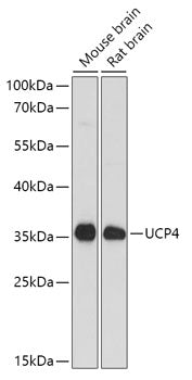 SLC25A27 Rabbit pAb