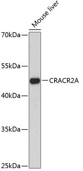 CRACR2A Rabbit pAb