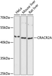CRACR2A Rabbit pAb
