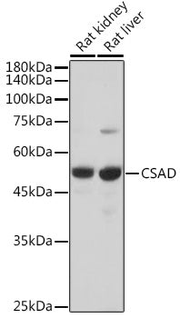 CSAD Rabbit pAb