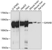 GANAB Rabbit pAb