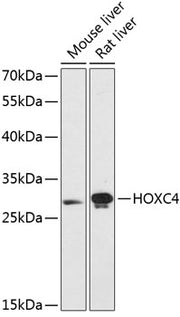 HOXC4 Rabbit pAb