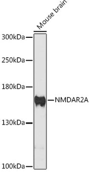 NMDAR2A Rabbit pAb