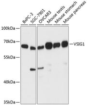VSIG1 Rabbit pAb