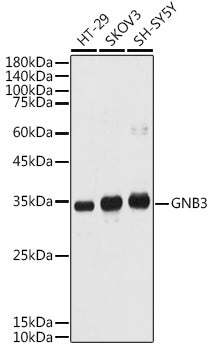 GNB3 Rabbit pAb