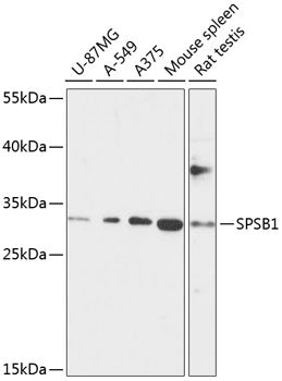 SPSB1 Rabbit pAb