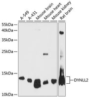 DYNLL2 Rabbit pAb