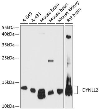 DYNLL2 Rabbit pAb