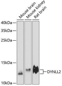 DYNLL2 Rabbit pAb