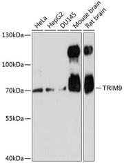 TRIM9 Rabbit pAb