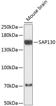 SAP130 Rabbit pAb