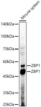 ZBP1 Rabbit pAb