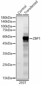 ZBP1 Rabbit pAb