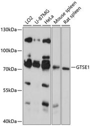 GTSE1 Rabbit pAb