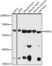 PKM1/2 Rabbit pAb