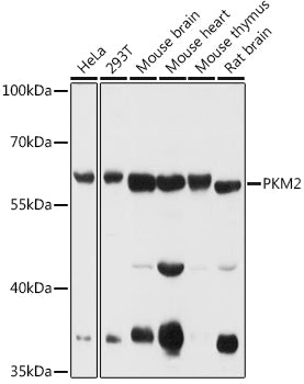 PKM1/2 Rabbit pAb
