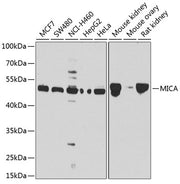 MICA Rabbit pAb