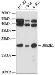 UBE2E1 Rabbit pAb