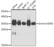 Emerin/EMD Rabbit pAb