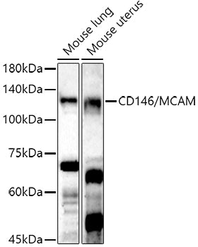 CD146/MCAM Rabbit pAb