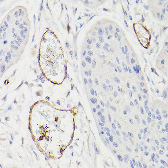 CD34 Rabbit pAb