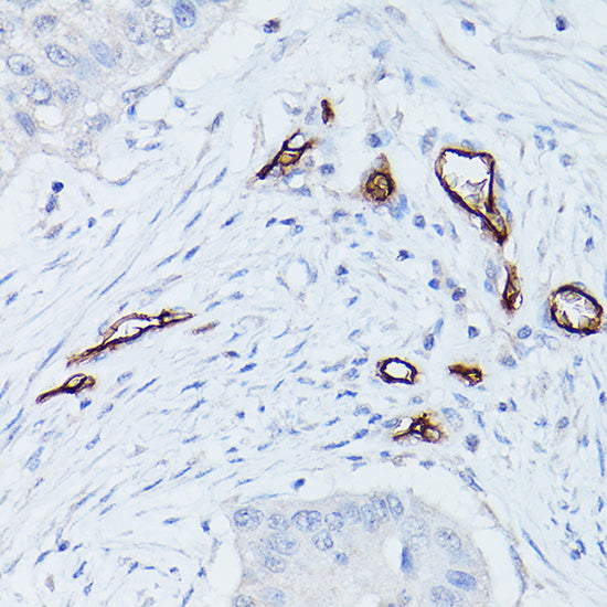 CD34 Rabbit pAb