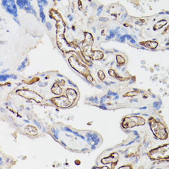 CD34 Rabbit pAb