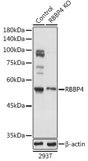 [KO Validated] RBBP4 Rabbit pAb