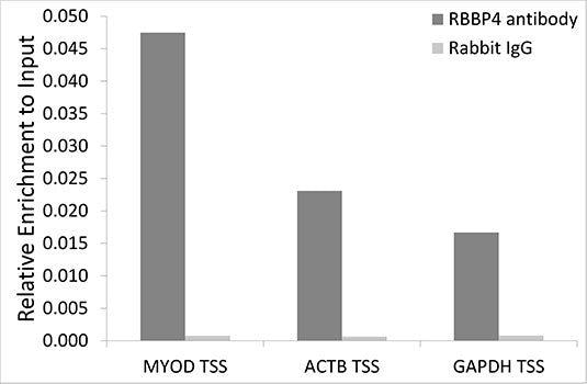 [KO Validated] RBBP4 Rabbit pAb