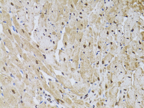 HUS1 Rabbit pAb