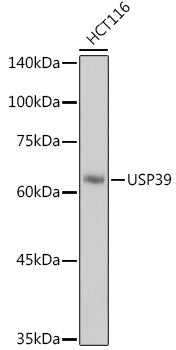 USP39 Rabbit mAb