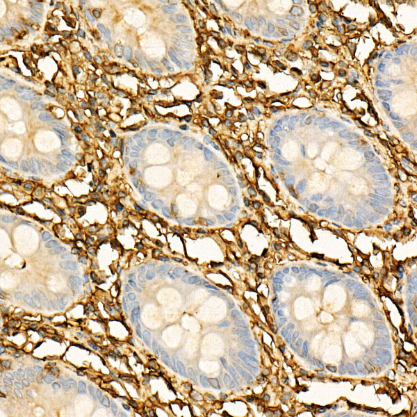 Annexin A5/Annexin V Rabbit pAb