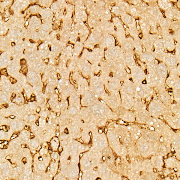 Annexin A5/Annexin V Rabbit pAb