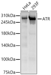 ATR Rabbit pAb