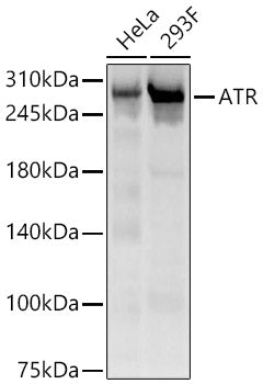 ATR Rabbit pAb