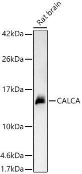 CALCA Rabbit pAb