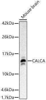 CALCA Rabbit pAb