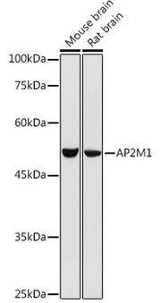AP2M1 Rabbit pAb