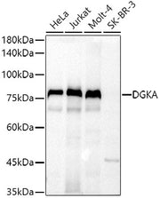 DGKA Rabbit pAb