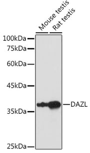 DAZL Rabbit pAb
