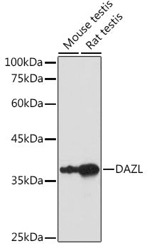 DAZL Rabbit pAb